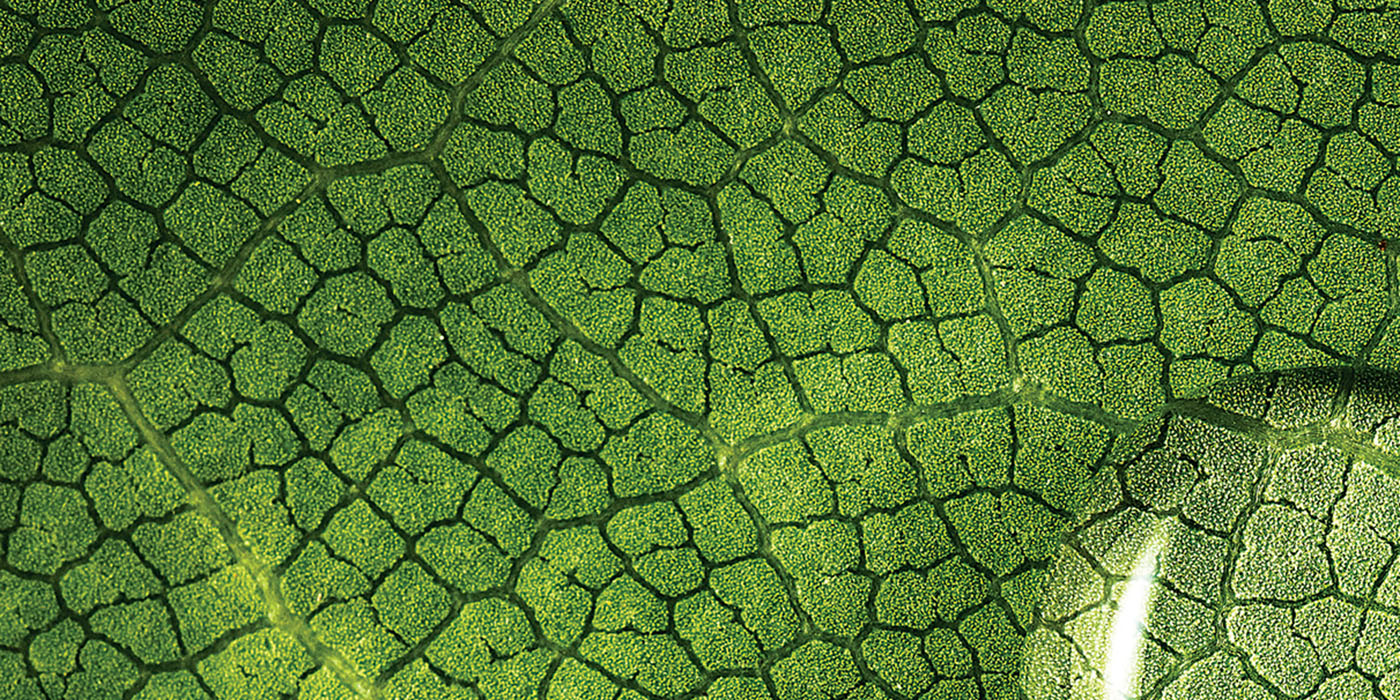 extreme closeup of the veins of a leaf with a water droplet on it